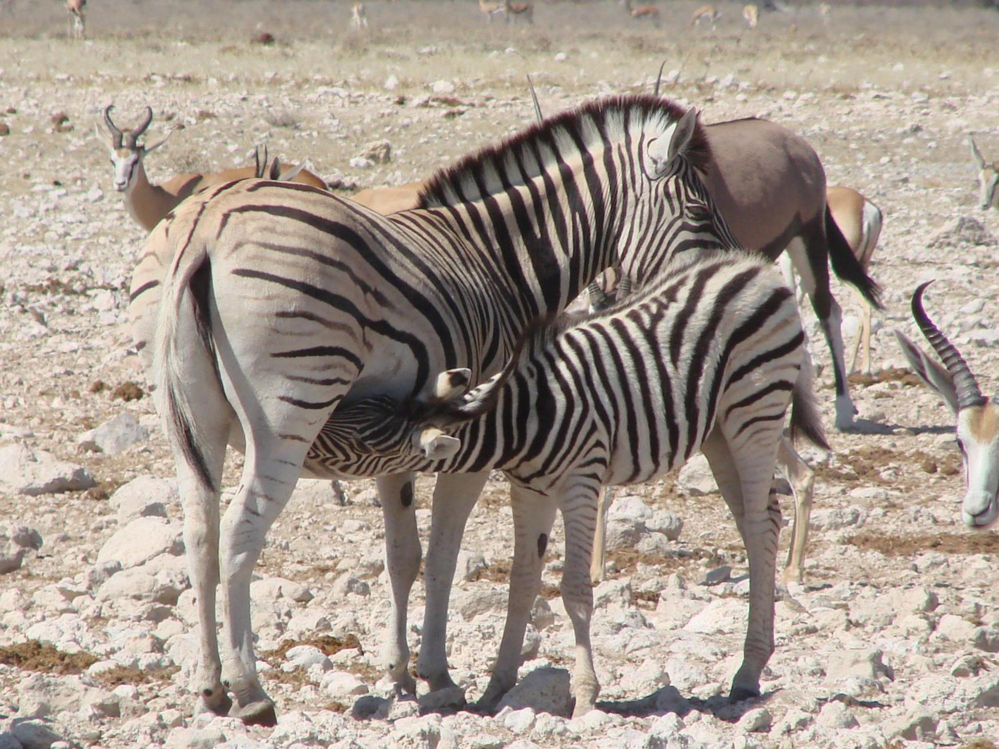 أوتجو Onduri Lodge المظهر الخارجي الصورة