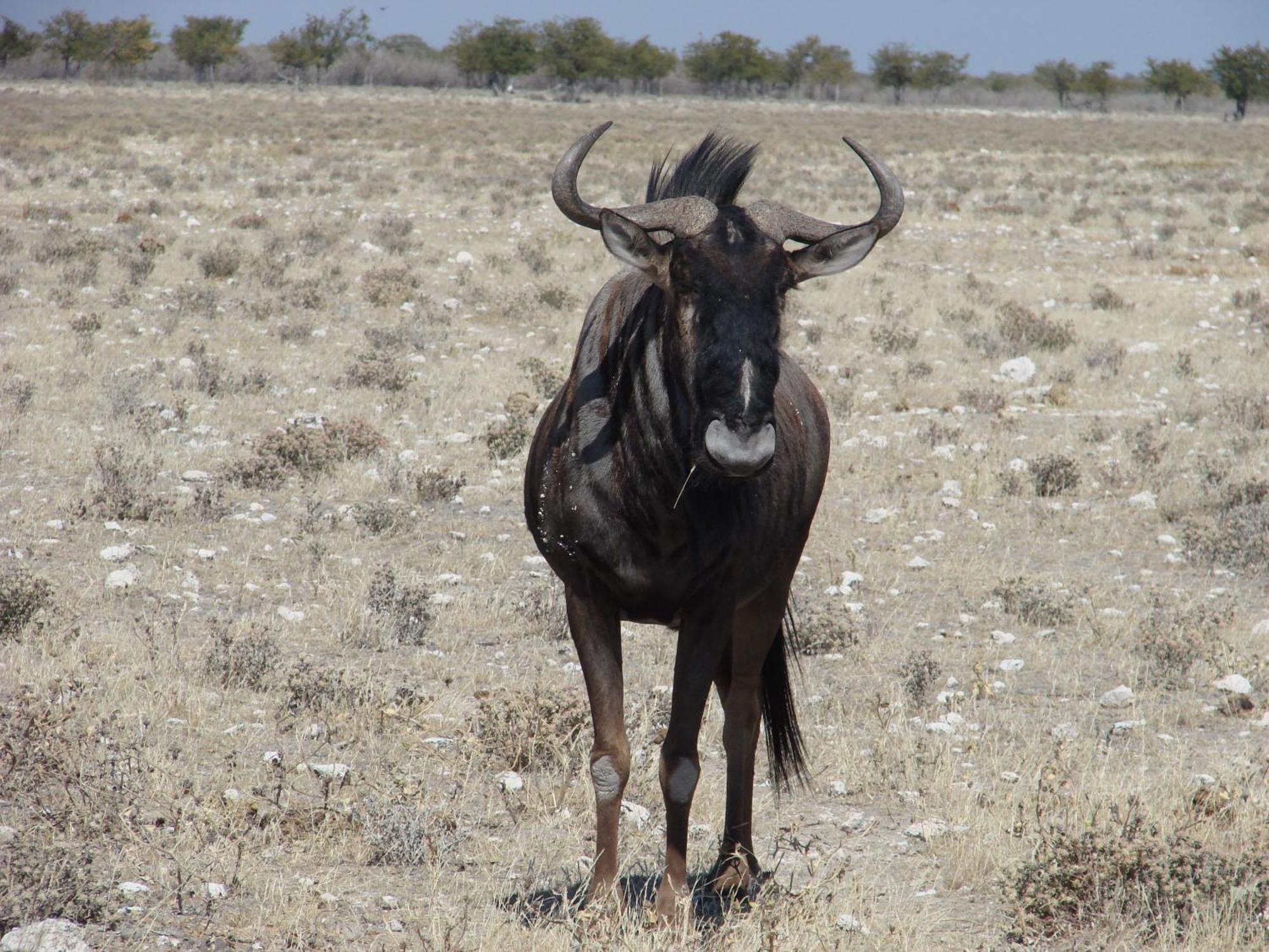 أوتجو Onduri Lodge المظهر الخارجي الصورة