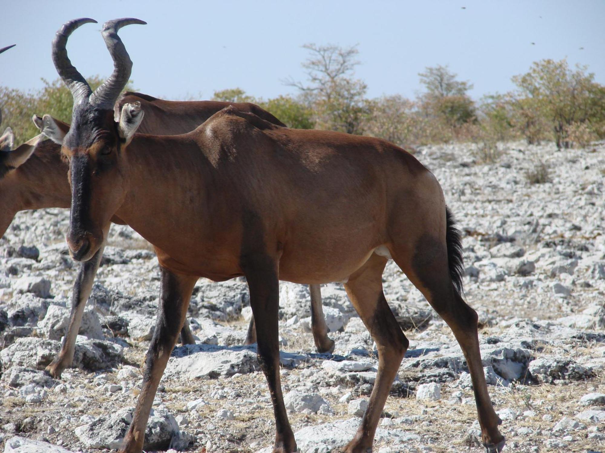 أوتجو Onduri Lodge المظهر الخارجي الصورة