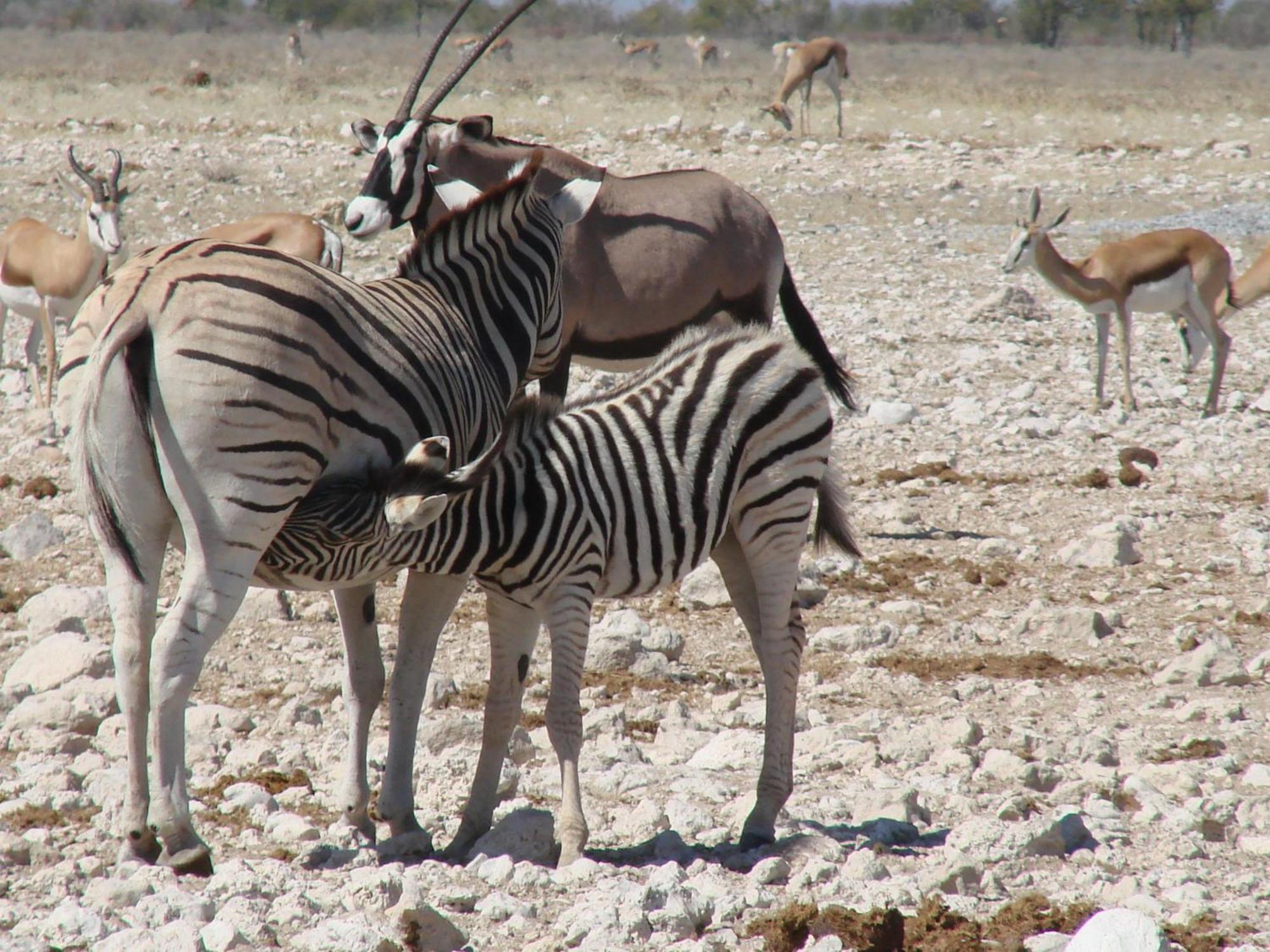 أوتجو Onduri Lodge المظهر الخارجي الصورة