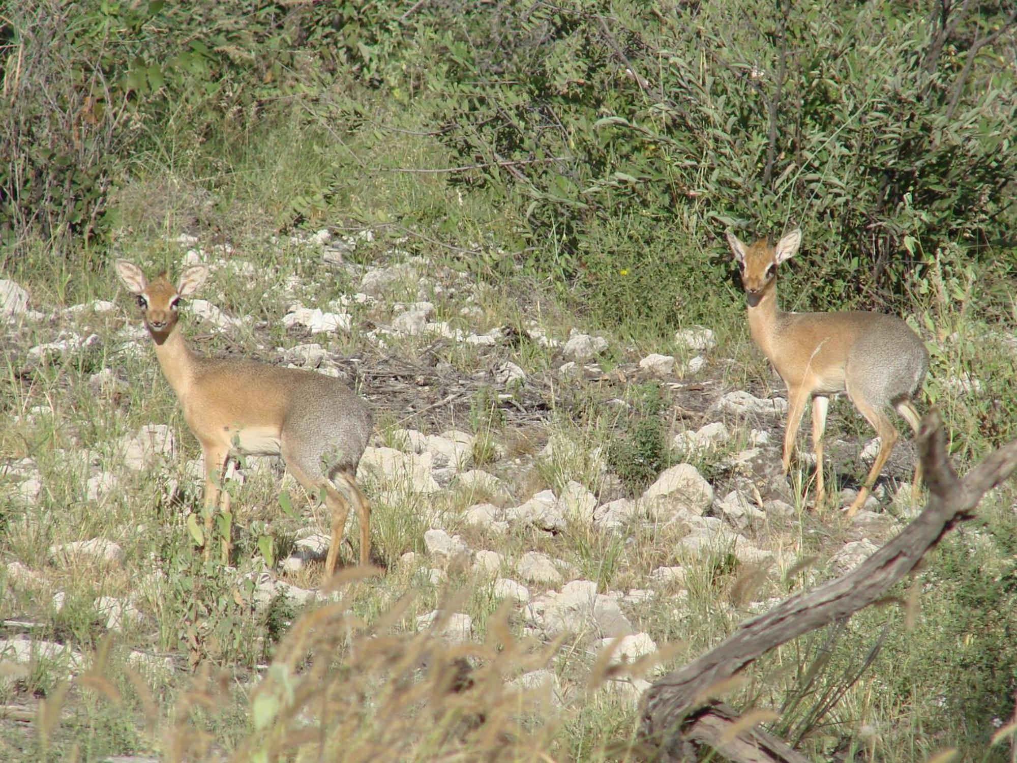 أوتجو Onduri Lodge المظهر الخارجي الصورة